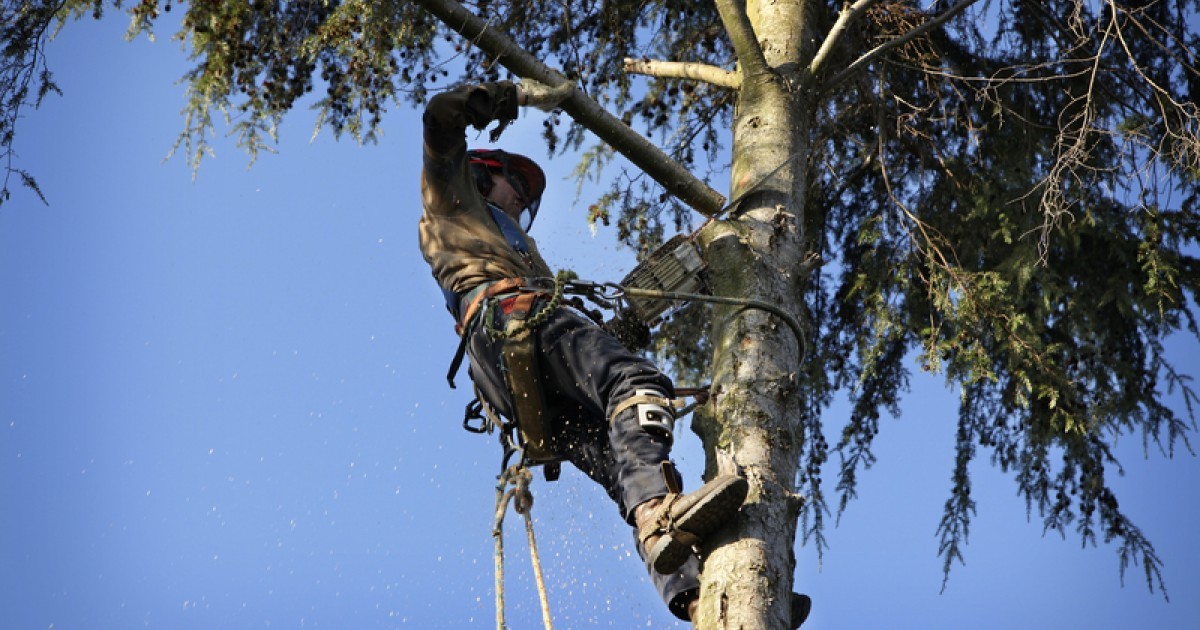 Bomen kappen tuin